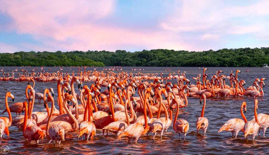 celestum flamingos